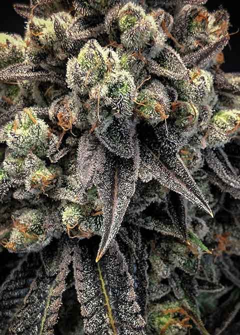 starkiller by doghouse genetics oregon