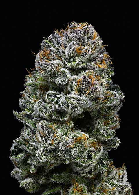 rapper kush cannabis strain by doghouse farms