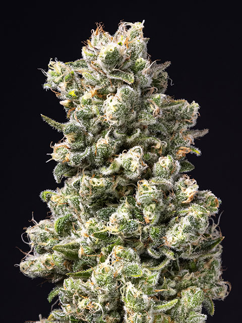 Coco Diaz by Doghouse Farms 420